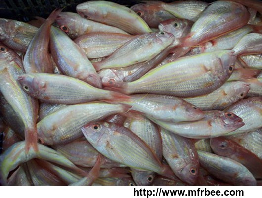 offer_to_sell_sea_fish