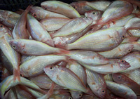 more images of Offer To Sell Sea Fish