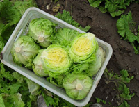 Fresh Pollution-free green health lettuce