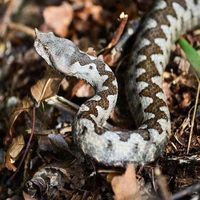 Buy Snake venom of Vipera ammodytes ammodytes online