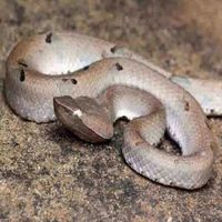 Buy Snake venom of Hypnale hypnale online