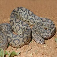 Buy Snake venom of Daboia russelii online