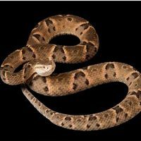 Buy Snake venom of Bothrops moojeni
