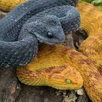 Buy Snake venom of Atheris squamigera online