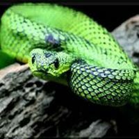 Buy Snake venom of Atheris nitschei online