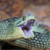 Buy Snake venom of Atheris chlorechis online
