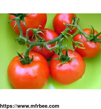 tomato_seed_oil