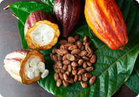 more images of Bulk Raw Cocoa Wholesale