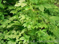Gynostemma Pentaphyllum Extract