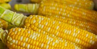 Corn(maize) Starch