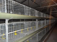 more images of H Type Cages for Growing Broilers