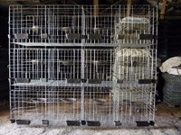 more images of H Type Pigeon Cage Hot Sale in Saudi Arabia Market