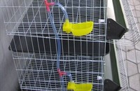 more images of Metal Wire Layer Quail Cages for Sale