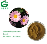 Natural Cichoric acid/Echinacea Purpurea extract powder4%Polyphenol