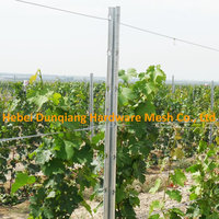 275g/M2 Zinc Coating Galvanized Metal Vineyard Grape Trellis Post