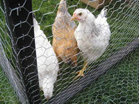 Galvanized Chicken Wire - Traditional and Stable