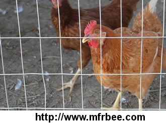 welded_poultry_netting_firm_enough_to_rear_poultry