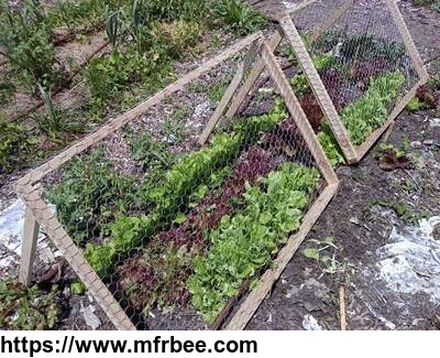 chicken_wire_mesh_used_in_garden_as_fence_raised_bed_trellis