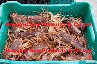 more images of Live West Coast Rock Lobsters (Jasus lalandii)