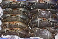 Live African Mud Crabs (Scylla serrata)