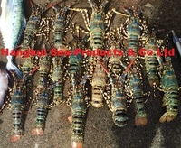 more images of Live Tiger/Flower/Spiny/Ornate Lobsters (Panulirus ornatus)