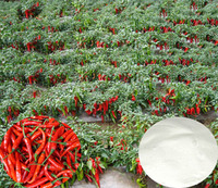 more images of Natural Capsaicin