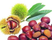 more images of fresh chestnut