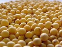 more images of soybean
