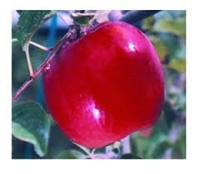 more images of Offer to sell Red Delicious Apples