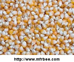 offer_to_sell_yellow_corn_maize_