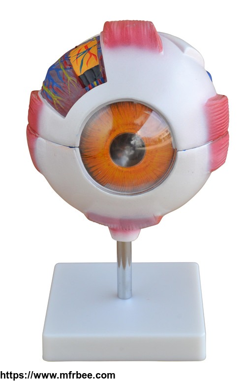 medical_science_giant_eye_model_anatomy_with_6_parts_wholesale