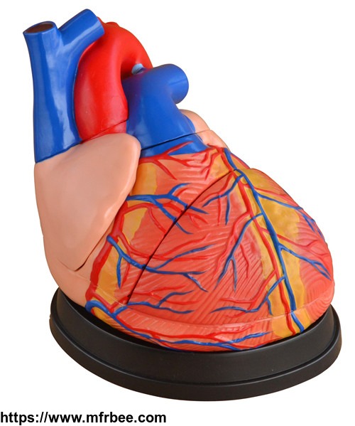 life_size_new_style_jumbo_heart_model_anatomy_for_medical_teaching_wholesale