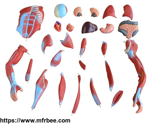high_quality_human_hot_sale_half_life_size_human_muscle_anatomy_model_with_27_parts