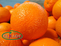 more images of Fresh Valencia Orange