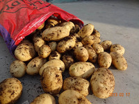 more images of Fresh Potatoes
