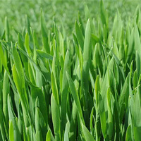 more images of Organic Barley Grass Powder