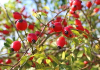 more images of Rose Hip Extract