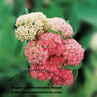 more images of Buy Top Rhodiola Rosea P.E Powder Online