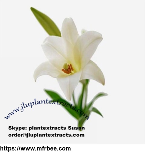 lily_bulb_extract_best_quality_for_sale