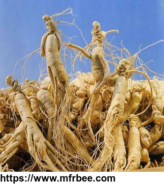 american_ginseng_extract