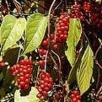 more images of Schisandra extract