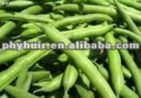 more images of Phaseolus vulgaris extract