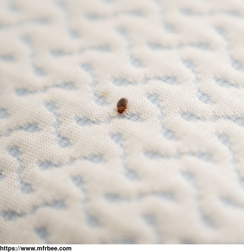 exit_bed_bugs_control_adelaide
