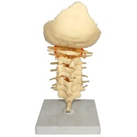 Human Natural Size Cervical Spinal Column Model