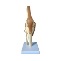 Human Plastic Natural Knee Joint Model with Ligament