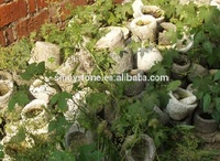 more images of Antique Garlic Pot