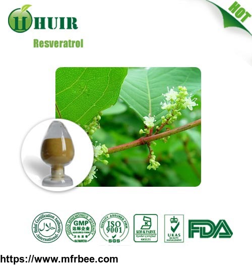 high_quality_giant_knotweed_extract_giant_knotweed_extract_bulk_resveratrol