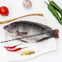 Frozen Tilapia Gutted and Scaled (Oreochromis niloticus)