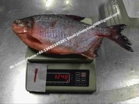 more images of Frozen Red Pomfret/Red Pacu Whole Round (colossoma brachypomum)