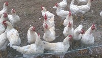 more images of Hexagonal Poultry Net Wire Fence